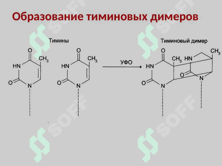 Биохимия онкогенеза 8