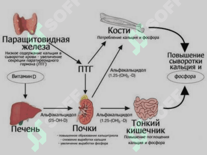 QALQONOLDI BEZI PATOFIZIOLOGIYASI 5