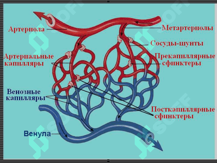 PERIFERIK QON AYLANISHINING BUZILISHLARI 5