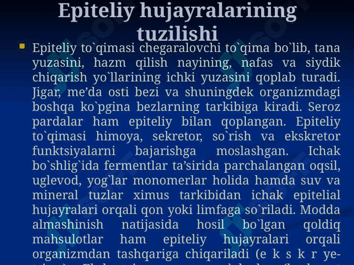 Ko’p qavatli epiteliy 3