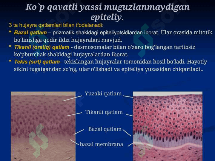 Ko’p qavatli epiteliy 8