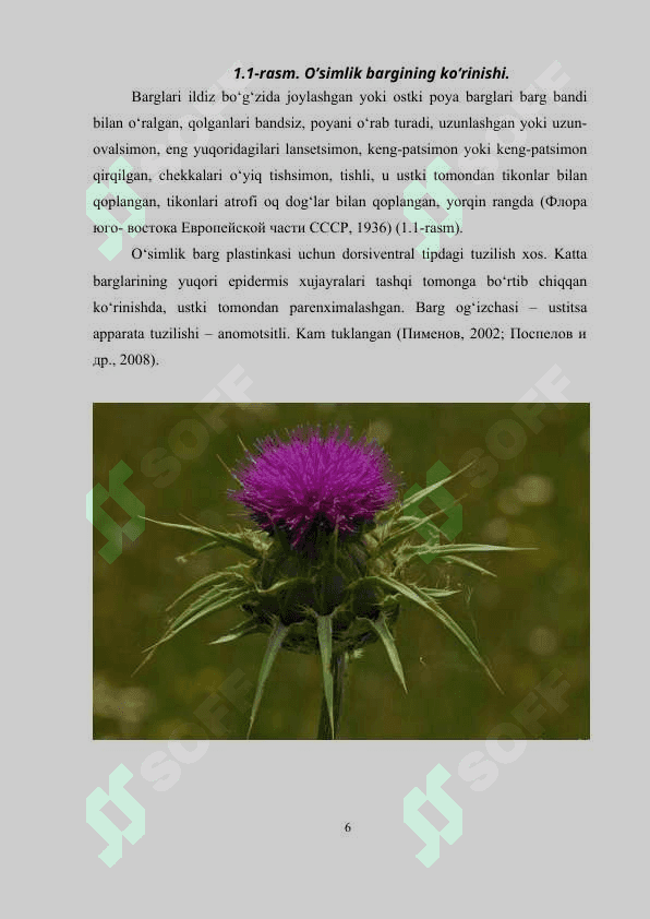 Ola o't (Rastaropsha) — Silybum marianum L.ni yetishtirish texnologiyasi 6