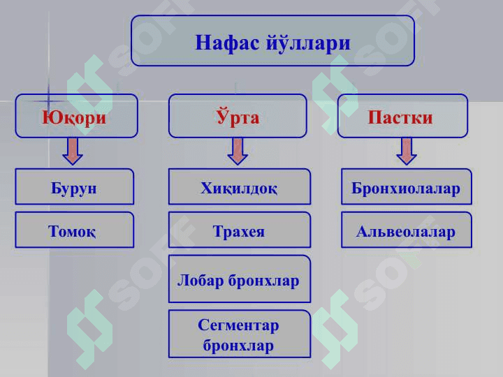 БОЛАЛАРДА ПНЕВМОНИЯ 3