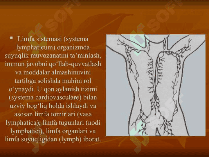 limfa sistemasi 3