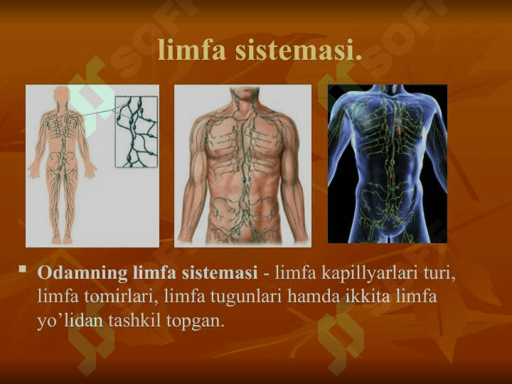 limfa sistemasi 4