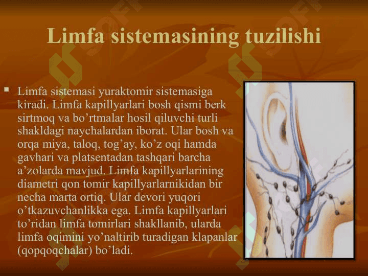 limfa sistemasi 5