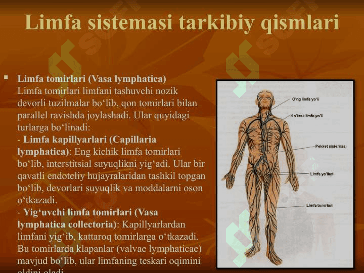 limfa sistemasi 7
