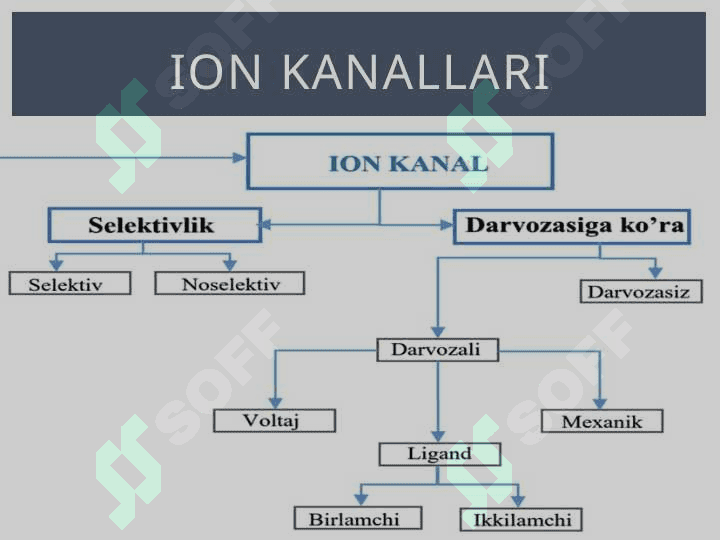 Harakat potensiali 2