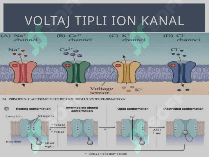 Harakat potensiali 6