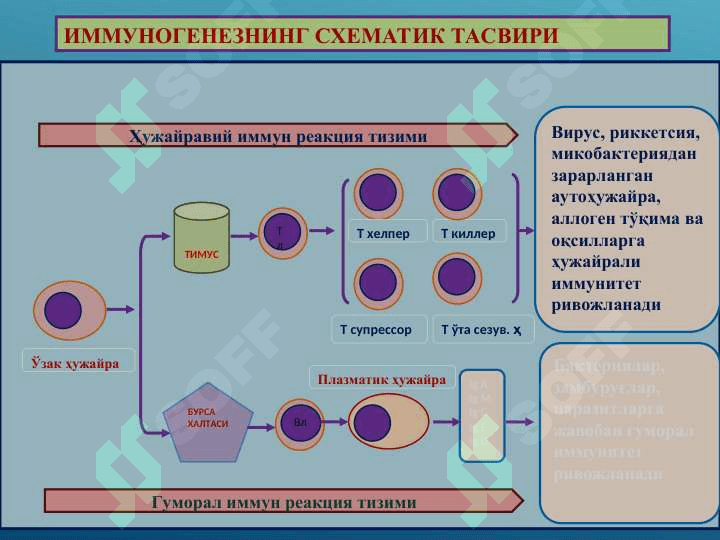 IMMUNOPATOLOGIK JARAYONLAR 2