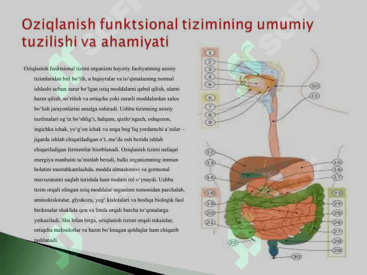 Oziqlanish funktsional tizimining shakllanishida ogʻiz boʻshligʻining roli.ppt 3