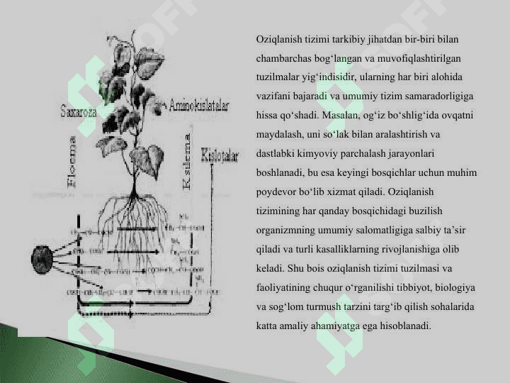 Oziqlanish funktsional tizimining shakllanishida ogʻiz boʻshligʻining roli.ppt 4