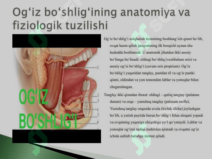 Oziqlanish funktsional tizimining shakllanishida ogʻiz boʻshligʻining roli.ppt 5