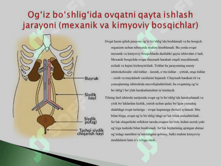 Oziqlanish funktsional tizimining shakllanishida ogʻiz boʻshligʻining roli.ppt 7