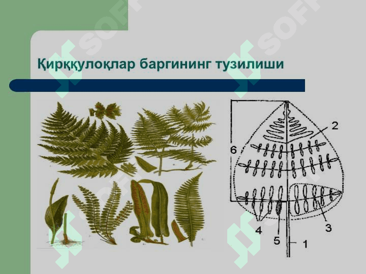 Қирққулоқтоифа ўсимликлар (Polypodiophyta) бўлими(презентация) 5