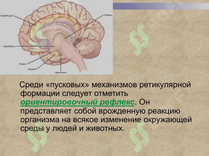 Психические познавательные процессы: внимание, память, мышление, речь, воображение 5