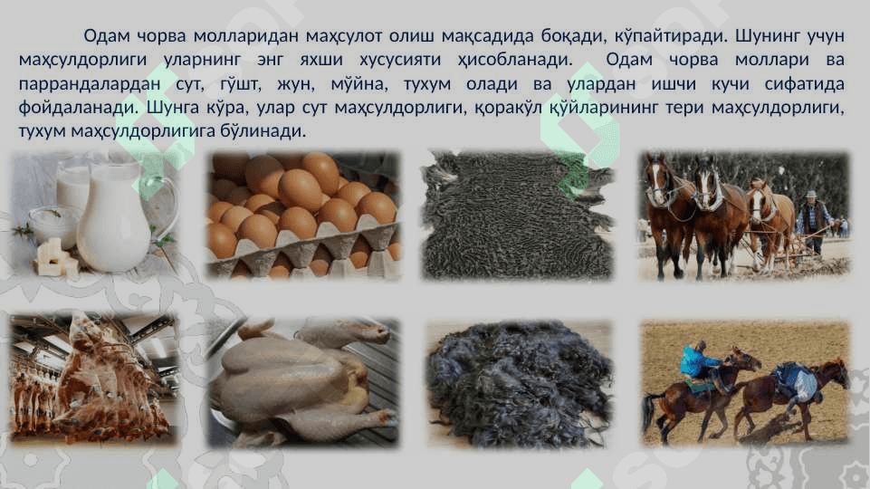 Қорамолларнинг сут маҳсулдорлиги.  Сут ишлаб чиқариш технологияси. 3
