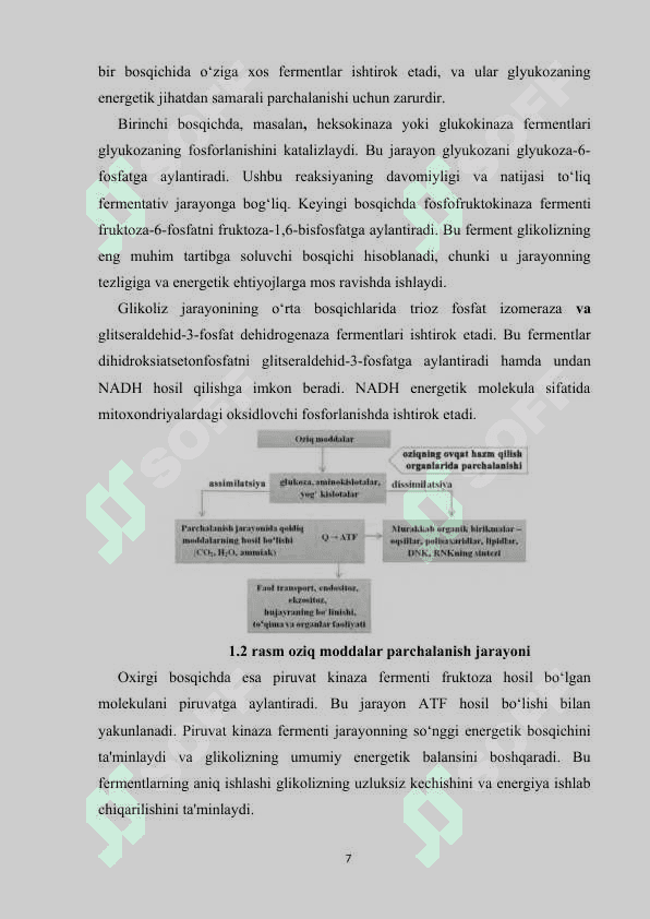 O‘simliklarda glikoliz va uning ahamiyati 7