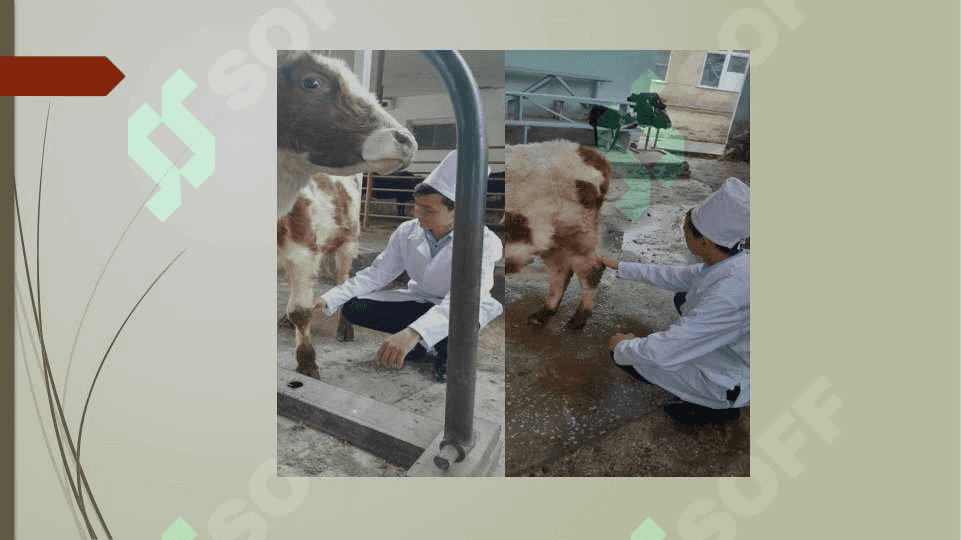 Limfa aylanish tizimining anatomik tuzilishi 3