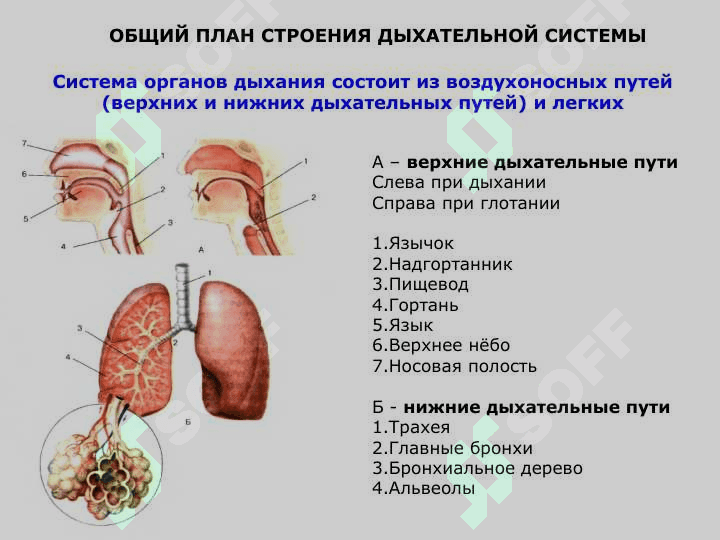 Nafas organlarining tuzilishi va yoshga xos xususiyatlari 8