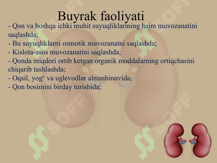 Ayirish organlarining tuzilishi va yoshga xos xususiyatlari 5