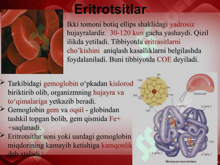 Qon va qon aylanish sistemasining yosh xususiyatlari 6