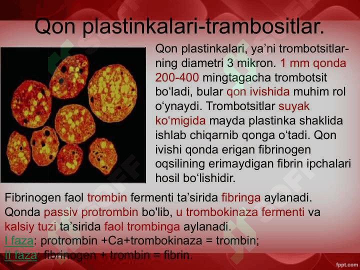 Qon va qon aylanish sistemasining yosh xususiyatlari 8