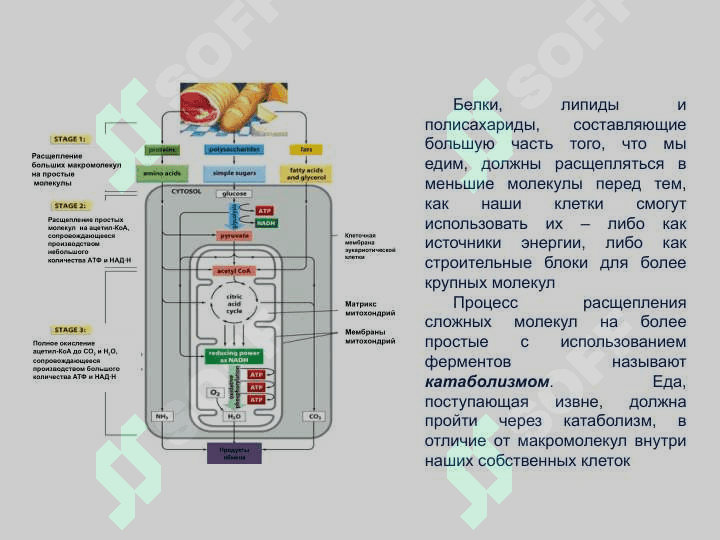 Moddalar va energiya almashinuvi yosh xususiyatlari va gigienasi. Vitaminlar 5