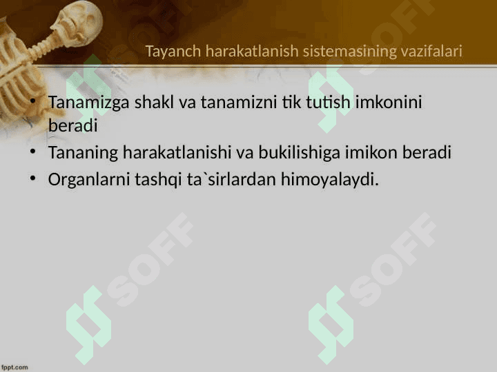 Muskul tizimi va uning yoshga bogliq xususiyatlari 6