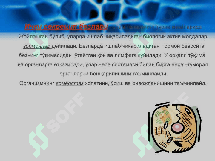 Ichki sekretsiya bezlarining yoshga hos xususiyatlari.  Me’da osti bezi va uning funksiyalarining buzilishiga bog'liq kasalliklar 3