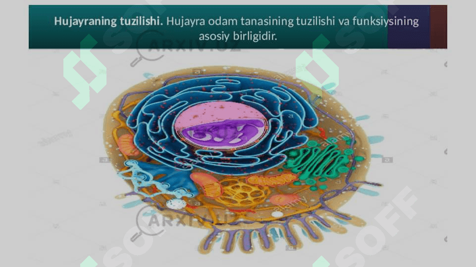 O‘sish va rivojlanishning umumiy qonuniyatlari. Organizm va muhit. Bolalar nerv tizimining tuzilishi, fiziologiyasi va gigiyenasi. Analizatorlarning yosh xususiyatlari va gigiyenasi 5