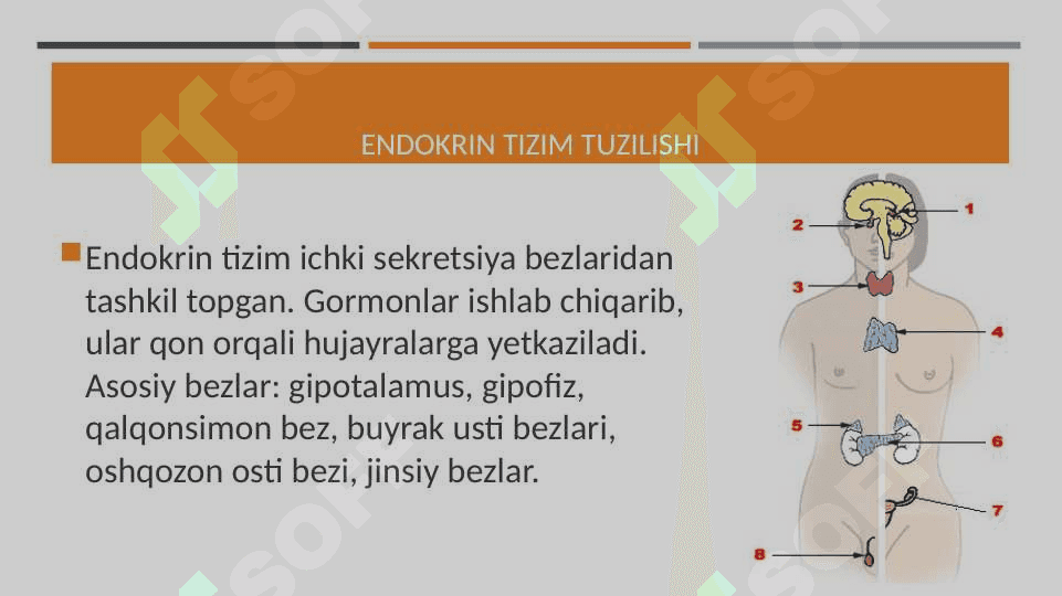 Endokrin tizimning yoshga doir fiziologiyasi va gigiyenasi 3
