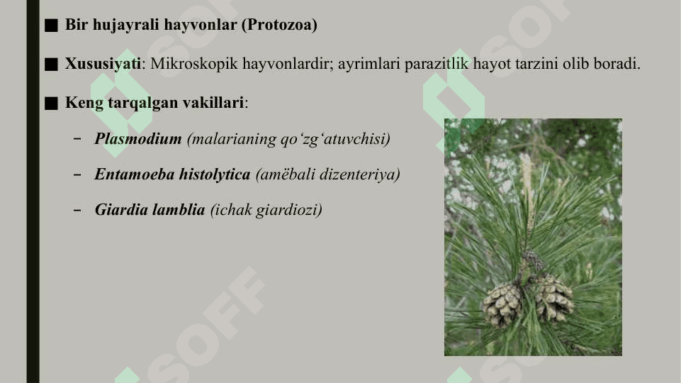 Qarag‘ay toifalar boʻlimi klassifikatsiyasi va keng tarqalgan vakillari 6