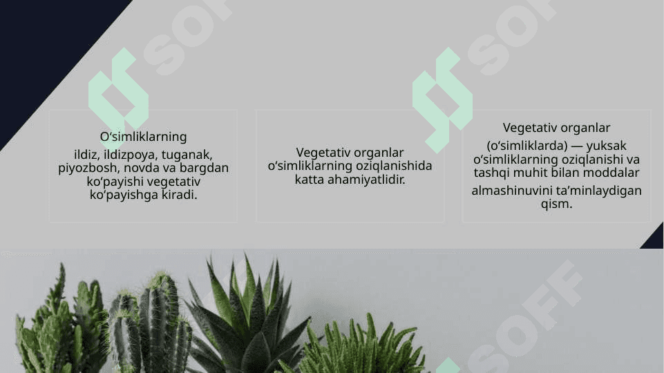 O’simliklarning ko’payishi 6