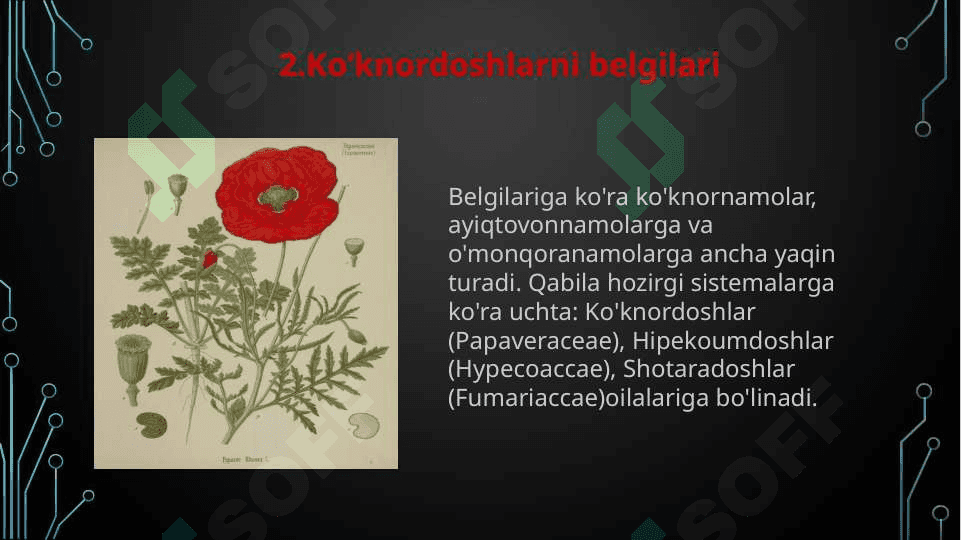 Ko'knordoshlar oilasi ppt.x 4