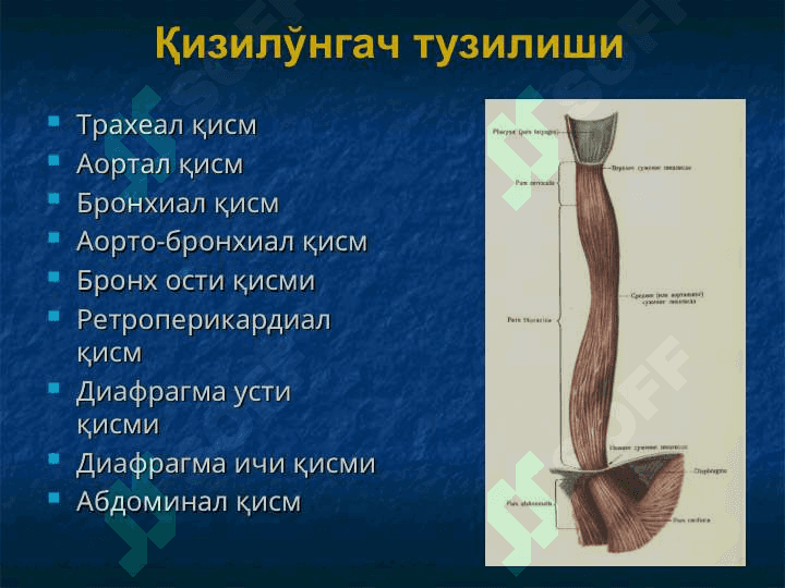Қизилўнгач касалликлари. Кардиоспазм 4