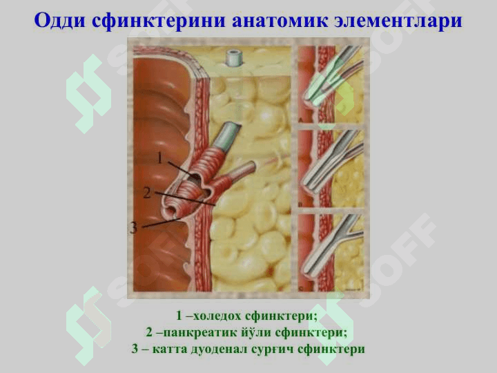 Механик сариқлик, постхолецистэктомик синдром 4