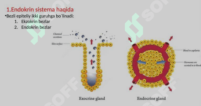 GISTOLOGIYA 3
