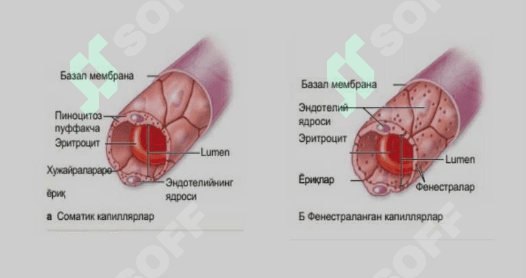 GISTOLOGIYA 4