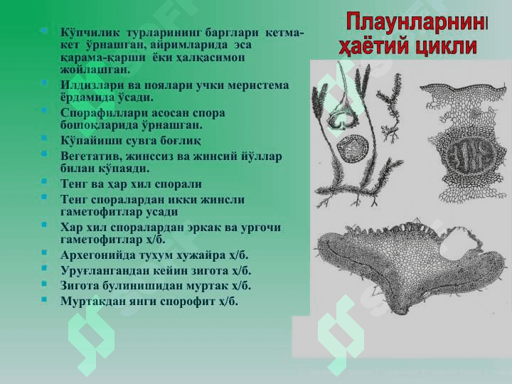 Плаунтоифа (Lycopodiophyta) ўсимликлар. 4
