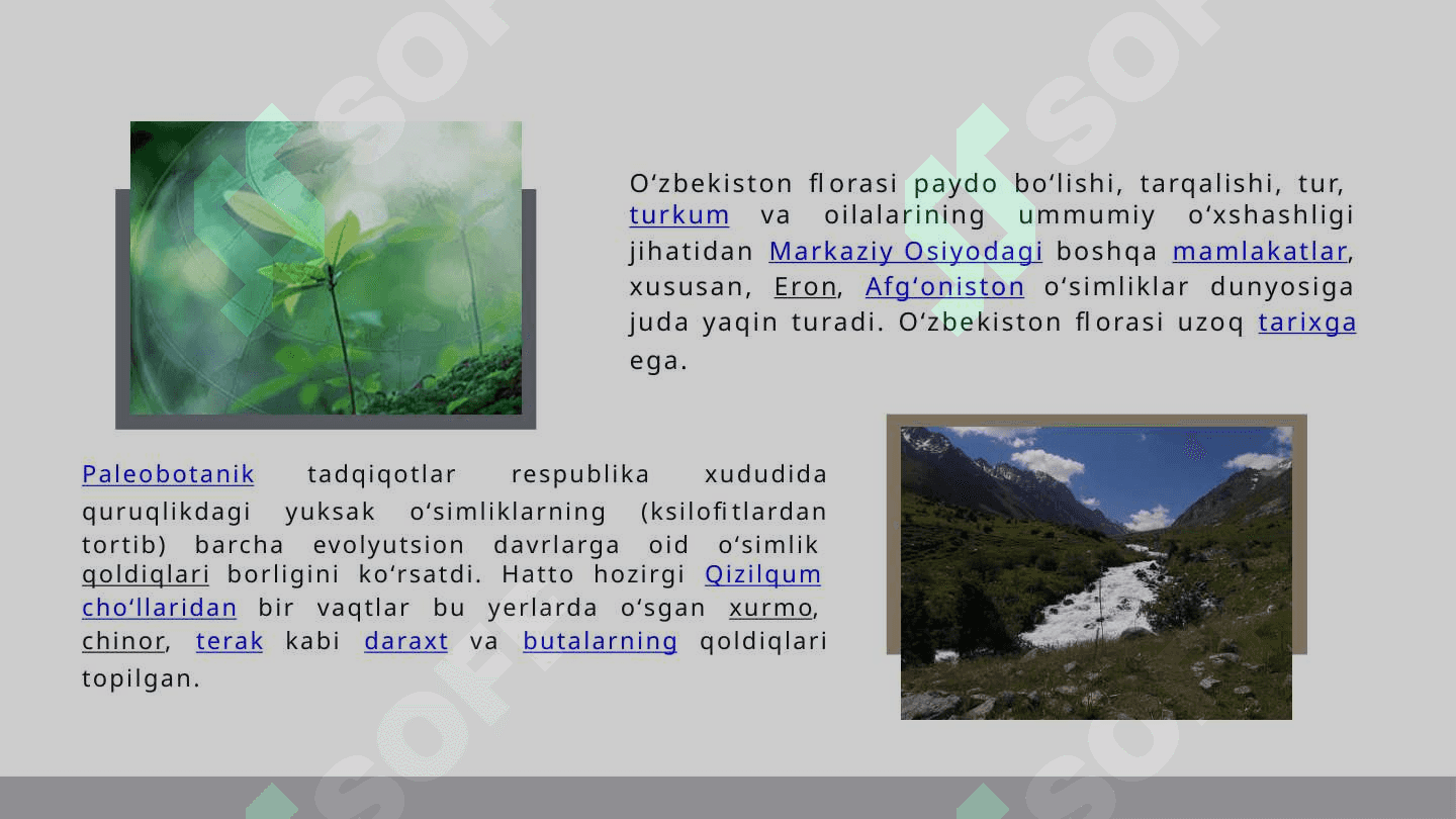 O‘zbekiston  organik dunyosi 4