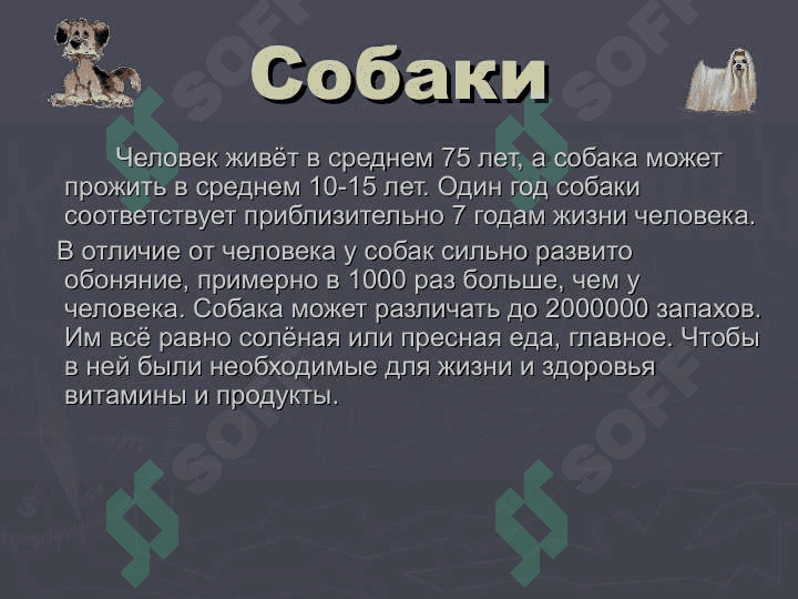 Моя любимая собакаМоя любимая собака 3
