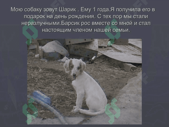 Моя любимая собакаМоя любимая собака 4