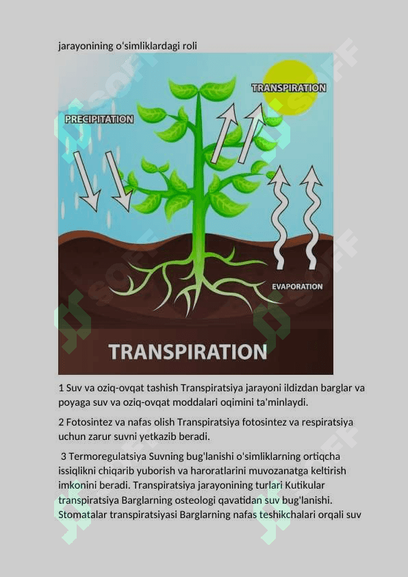 Oʻsimliklarda transpiratsiya jarayonining ahamiyati 4