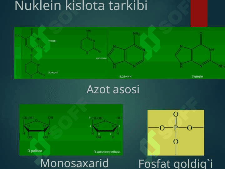 DNK va RNK 2