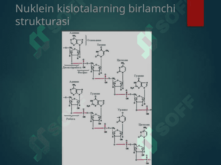 DNK va RNK 6