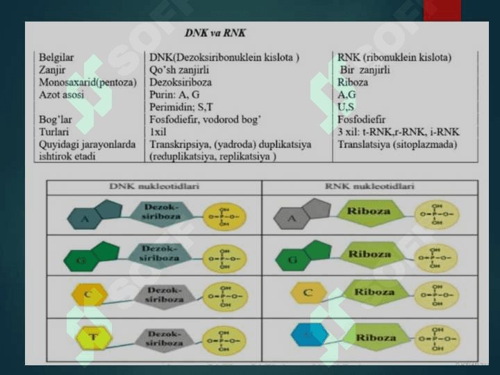 DNK va RNK 7