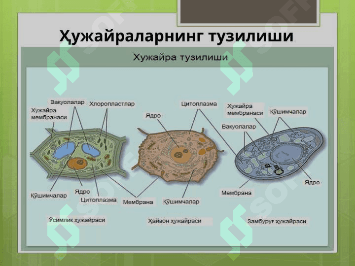 Ҳужайра ва тўқима 4