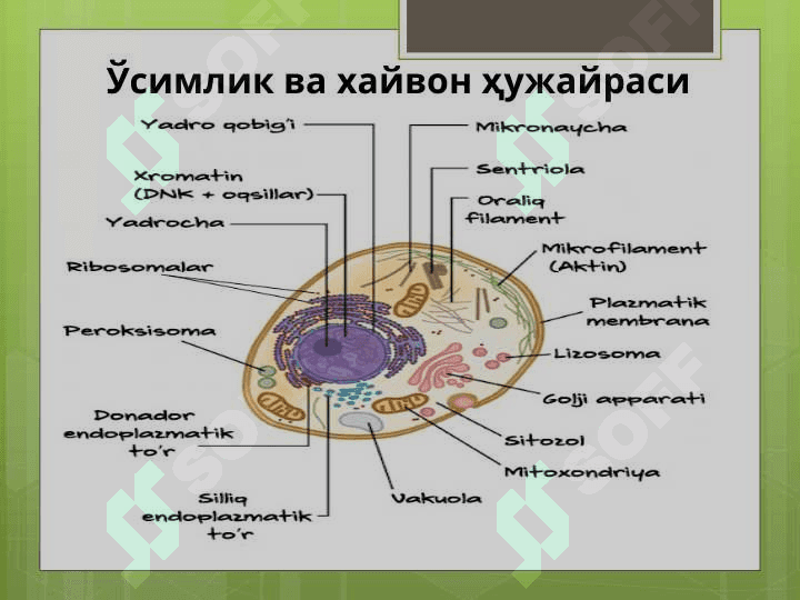 Ҳужайра ва тўқима 7
