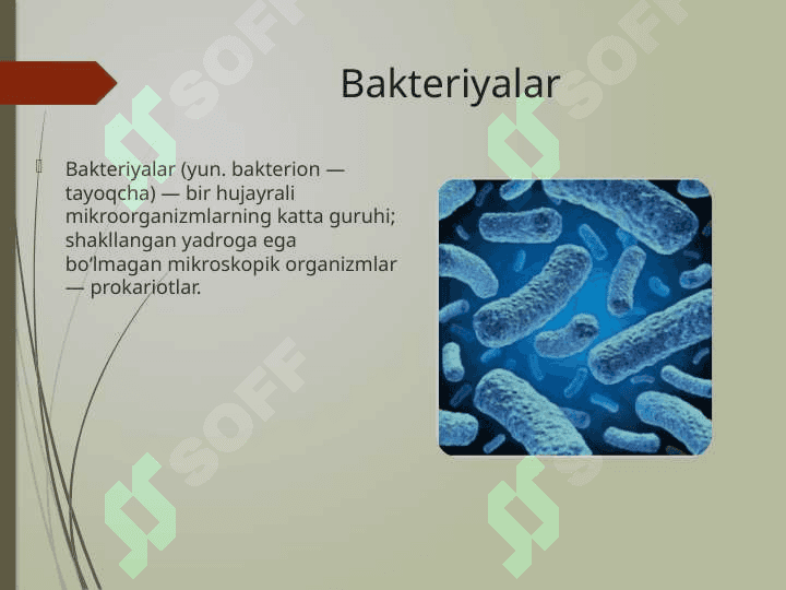 Bakteriyalar 2